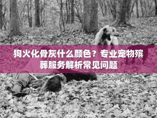 狗火化骨灰什么颜色？专业宠物殡葬服务解析常见问题