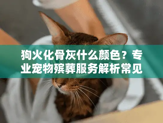 狗火化骨灰什么颜色？专业宠物殡葬服务解析常见问题