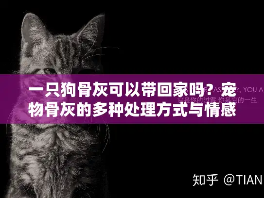 一只狗骨灰可以带回家吗？宠物骨灰的多种处理方式与情感纪念指南