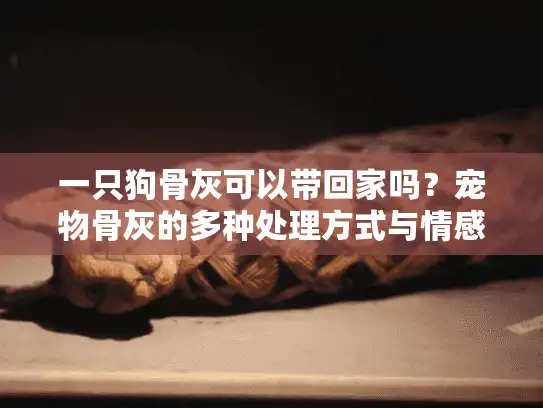 一只狗骨灰可以带回家吗？宠物骨灰的多种处理方式与情感纪念指南