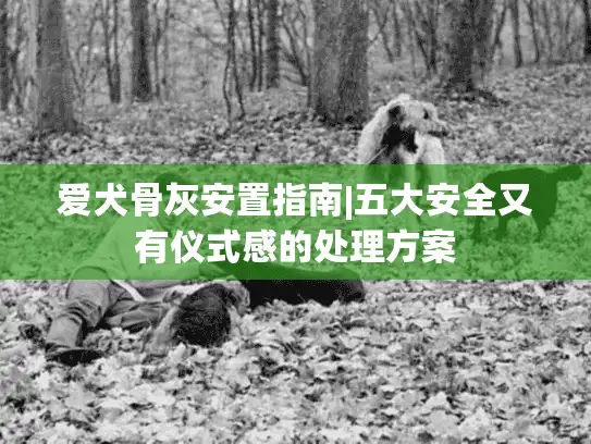 爱犬骨灰安置指南|五大安全又有仪式感的处理方案