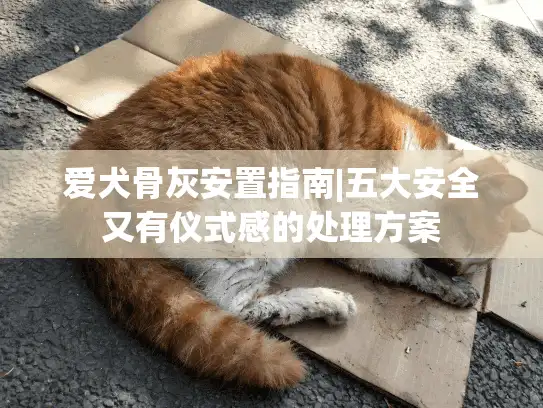 爱犬骨灰安置指南|五大安全又有仪式感的处理方案