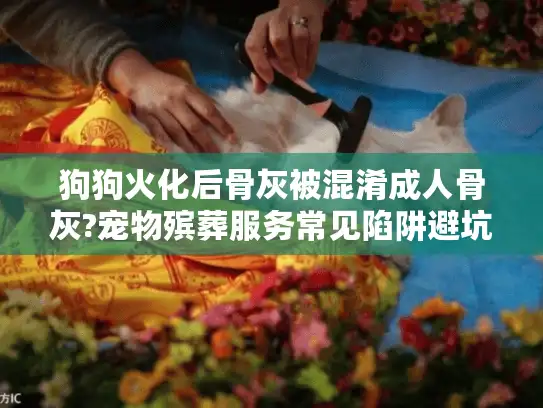 狗狗火化后骨灰被混淆成人骨灰?宠物殡葬服务常见陷阱避坑指南