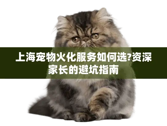 上海宠物火化服务如何选?资深家长的避坑指南