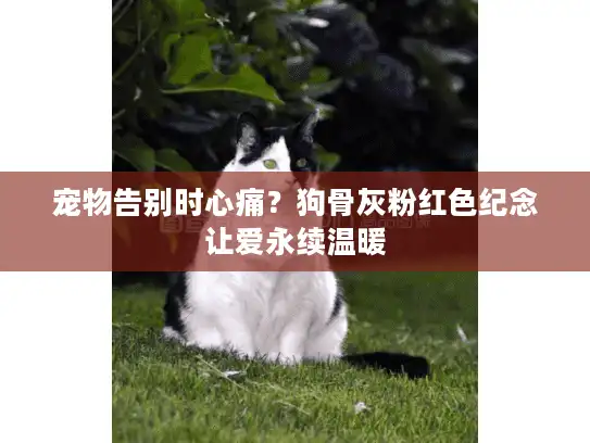 宠物告别时心痛？狗骨灰粉红色纪念让爱永续温暖