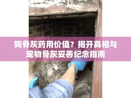 狗骨灰药用价值？揭开真相与宠物骨灰妥善纪念指南