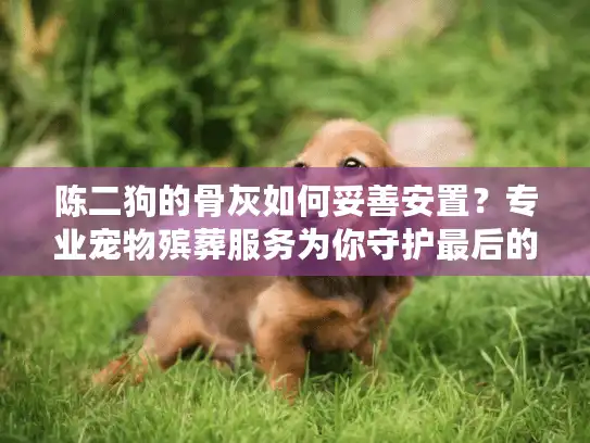 陈二狗的骨灰如何妥善安置？专业宠物殡葬服务为你守护最后的告别