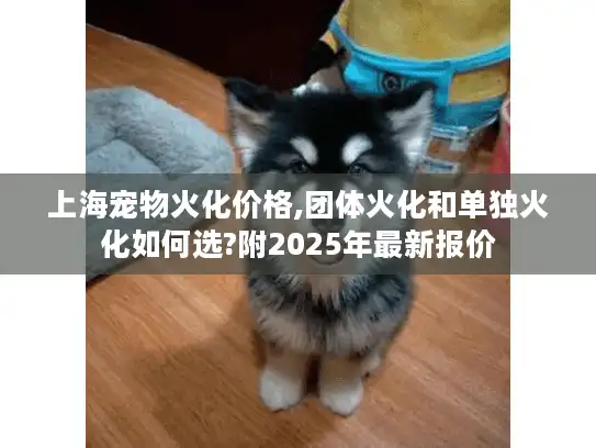 上海宠物火化价格,团体火化和单独火化如何选?附2025年最新报价