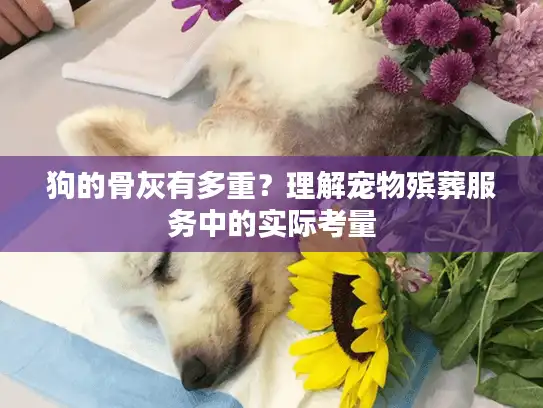 狗的骨灰有多重？理解宠物殡葬服务中的实际考量