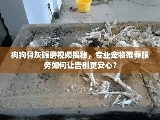 狗狗骨灰碾磨视频揭秘，专业宠物殡葬服务如何让告别更安心？