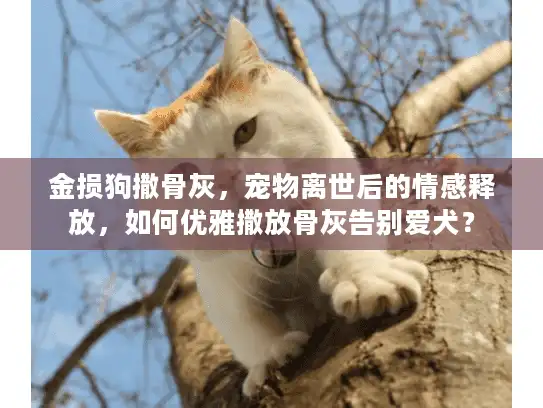 金损狗撒骨灰，宠物离世后的情感释放，如何优雅撒放骨灰告别爱犬？