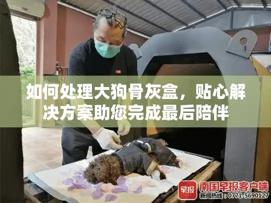 如何处理大狗骨灰盒，贴心解决方案助您完成最后陪伴