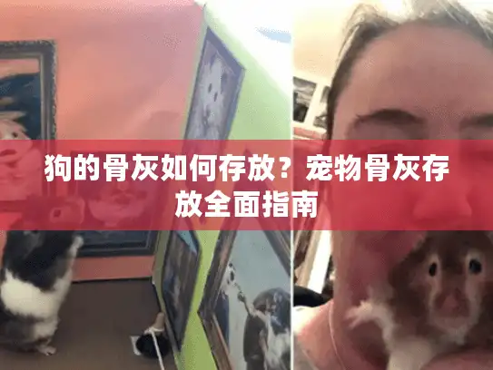 狗的骨灰如何存放？宠物骨灰存放全面指南