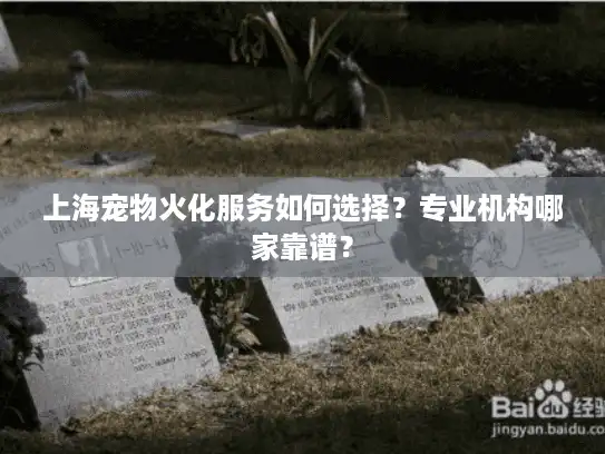 上海宠物火化服务如何选择？专业机构哪家靠谱？