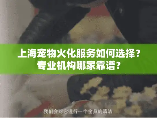 上海宠物火化服务如何选择？专业机构哪家靠谱？