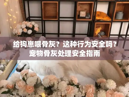 给狗崽喂骨灰？这种行为安全吗？宠物骨灰处理安全指南