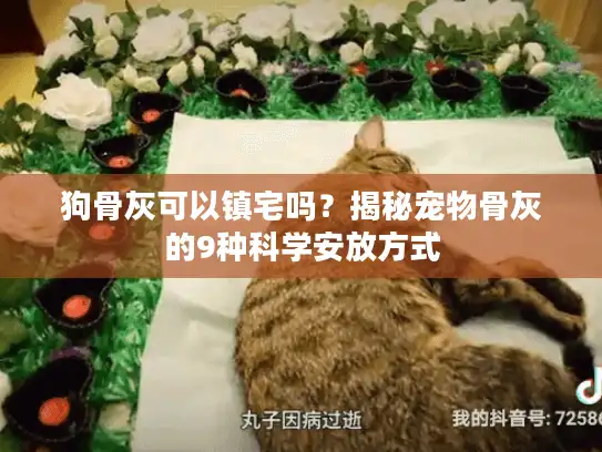 狗骨灰可以镇宅吗？揭秘宠物骨灰的9种科学安放方式