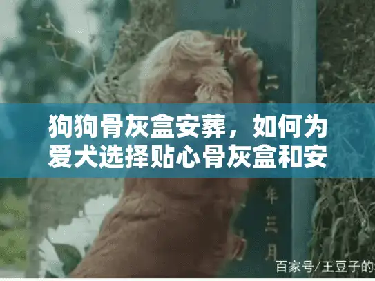 狗狗骨灰盒安葬，如何为爱犬选择贴心骨灰盒和安葬服务？