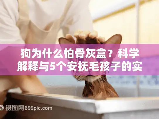 狗为什么怕骨灰盒？科学解释与5个安抚毛孩子的实用技巧