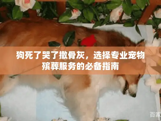 狗死了哭了撒骨灰，选择专业宠物殡葬服务的必备指南