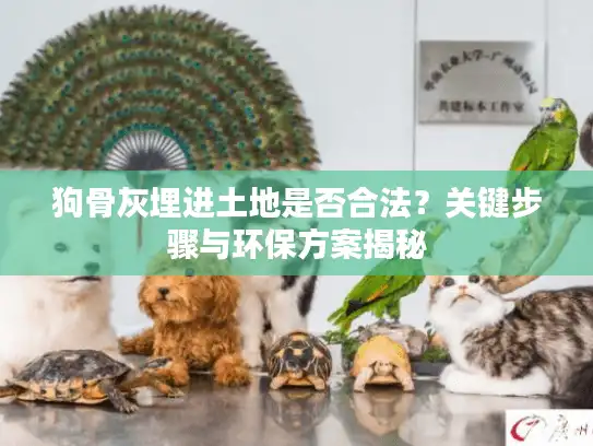 狗骨灰埋进土地是否合法？关键步骤与环保方案揭秘