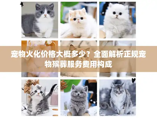 宠物火化价格大概多少？全面解析正规宠物殡葬服务费用构成