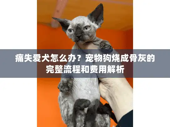 痛失爱犬怎么办？宠物狗烧成骨灰的完整流程和费用解析