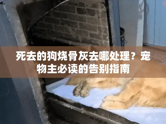 死去的狗烧骨灰去哪处理？宠物主必读的告别指南