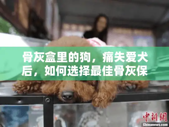 骨灰盒里的狗，痛失爱犬后，如何选择最佳骨灰保存方案？专业指南