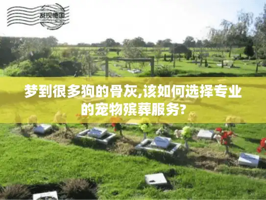 梦到很多狗的骨灰,该如何选择专业的宠物殡葬服务?