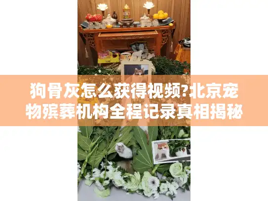 狗骨灰怎么获得视频?北京宠物殡葬机构全程记录真相揭秘