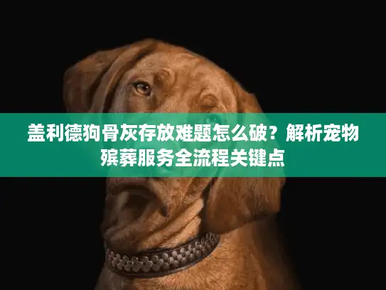 盖利德狗骨灰存放难题怎么破？解析宠物殡葬服务全流程关键点