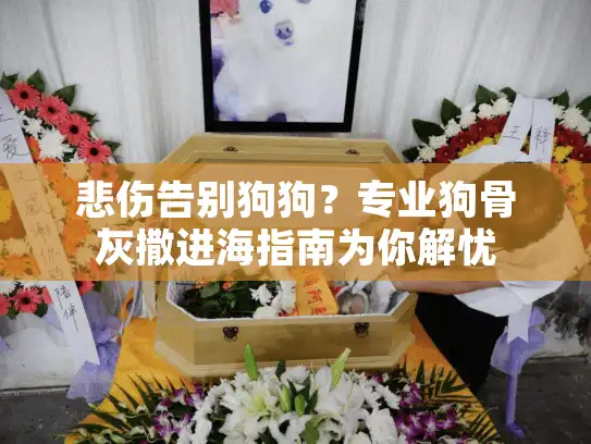 悲伤告别狗狗？专业狗骨灰撒进海指南为你解忧