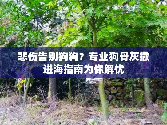 悲伤告别狗狗？专业狗骨灰撒进海指南为你解忧