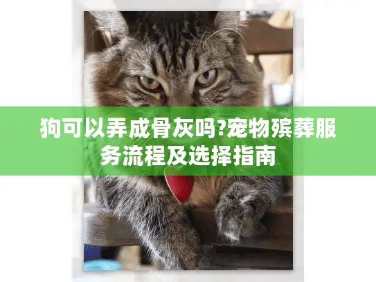 狗可以弄成骨灰吗?宠物殡葬服务流程及选择指南