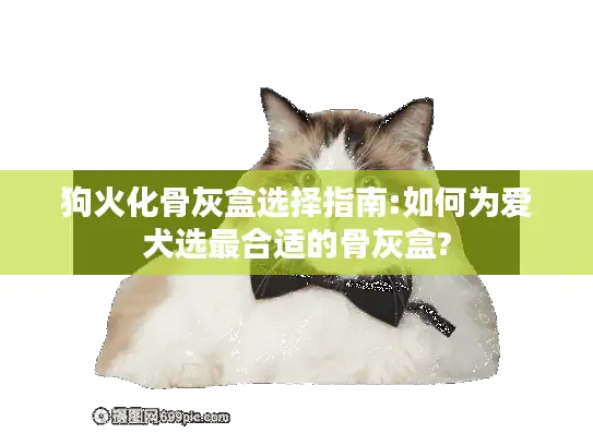 狗火化骨灰盒选择指南:如何为爱犬选最合适的骨灰盒?