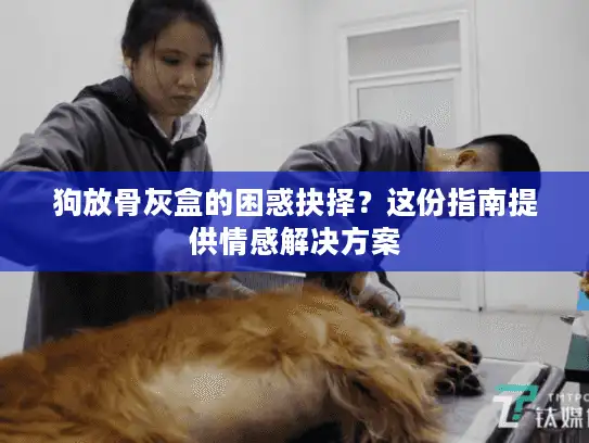狗放骨灰盒的困惑抉择？这份指南提供情感解决方案