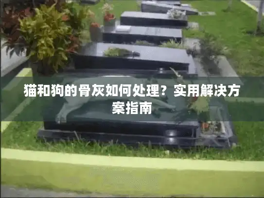 猫和狗的骨灰如何处理？实用解决方案指南