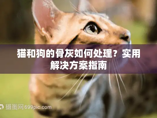 猫和狗的骨灰如何处理？实用解决方案指南