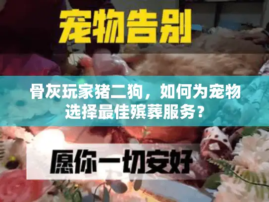 骨灰玩家猪二狗，如何为宠物选择最佳殡葬服务？