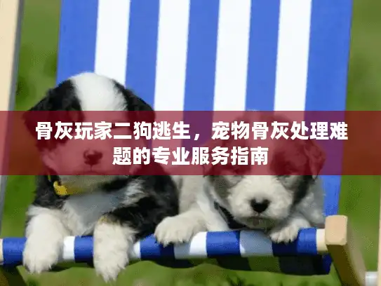 骨灰玩家二狗逃生，宠物骨灰处理难题的专业服务指南