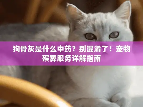 狗骨灰是什么中药？别混淆了！宠物殡葬服务详解指南