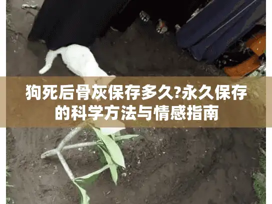 狗死后骨灰保存多久?永久保存的科学方法与情感指南