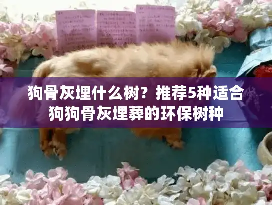 狗骨灰埋什么树？推荐5种适合狗狗骨灰埋葬的环保树种
