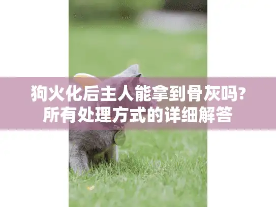 狗火化后主人能拿到骨灰吗?所有处理方式的详细解答