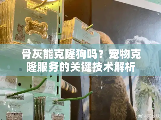 骨灰能克隆狗吗？宠物克隆服务的关键技术解析