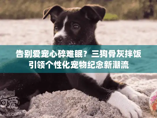 告别爱宠心碎难眠？三狗骨灰拌饭引领个性化宠物纪念新潮流