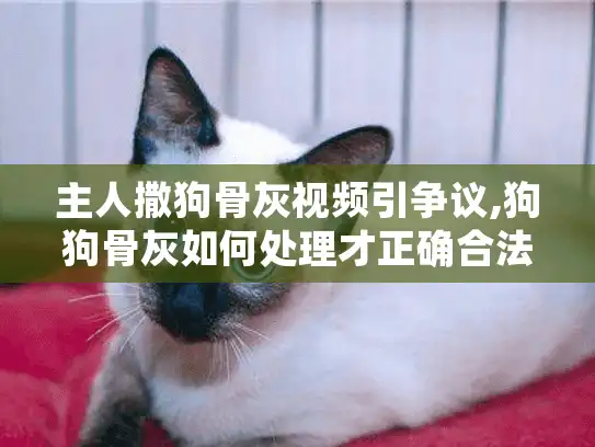 主人撒狗骨灰视频引争议,狗狗骨灰如何处理才正确合法?