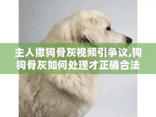 主人撒狗骨灰视频引争议,狗狗骨灰如何处理才正确合法?