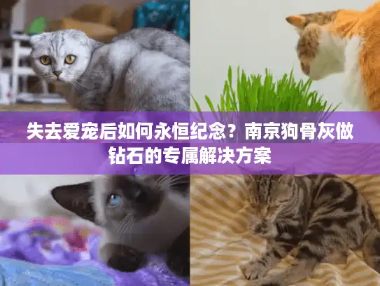 失去爱宠后如何永恒纪念？南京狗骨灰做钻石的专属解决方案